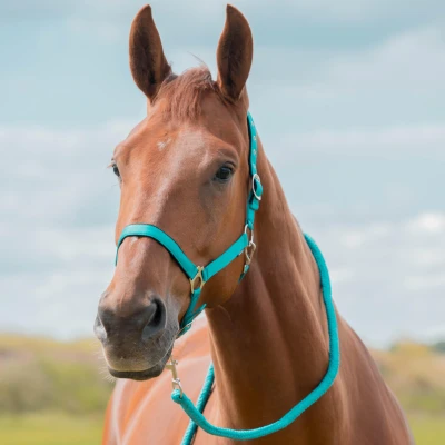 Image de Horka Ensemble Licol Dime Baltic Poney
