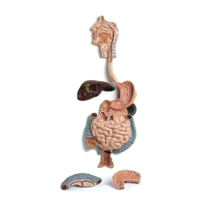 Image de 3B Scientific K20 Appareil Digestif, en 2 Parties + logiciel d&#039;anatomie gratuit Smart Anatomy