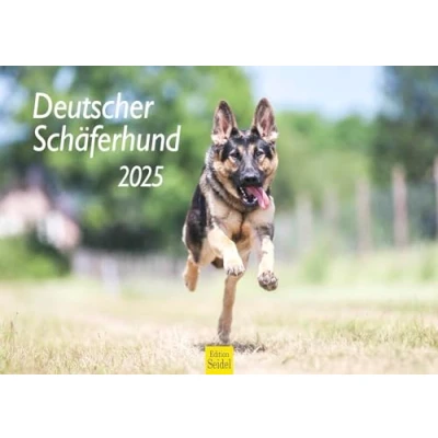 Image de Edition Seidel Calendrier mural 2025 de qualité supérieure Motif berger allemand Format A3 Pour chien, chiot, race chien