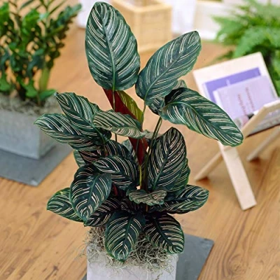 Image de Calathea Ornata à Croissance Rapide Plante en Pot Colorée Unique de 40 50 cm