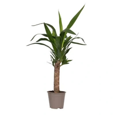 Image de Pied d&#039;éléphant Yucca elephantipes Hauteur 50 60cm d14cm