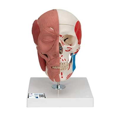 Image de 3B Scientific A300 Crâne avec muscles faciaux modèle + Application anatomie gratuite Smart Anatomy