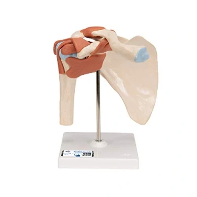 Image de 3B Scientific A80/1 Modèle Fonctionnel de Luxe l&#039;Articulation l&#039;Epaule + Application anatomie gratuite Smart Anatomy