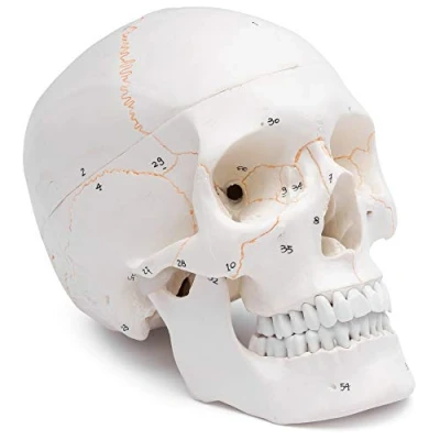 Image de Cranstein A 211 crâne anatomique avec numérotation Etudes et formation médicales Modèle d&#039;anatomie du de