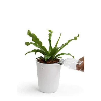 Image de QUALY Oasis QL10307 WH GY Pot de Fleurs Rond avec système d&#039;auto Irrigation Blanc Taille S