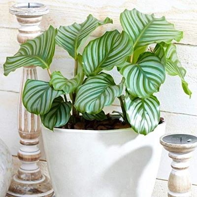 Image de Plante Paon Calathea Orbifolia pour la Maison ou le Bureau 30 40cm avec Pot
