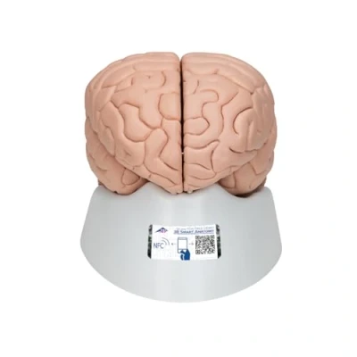 Image de 3B Scientific C17 Cerveau en 8 Parties + Application anatomie gratuite Smart Anatomy