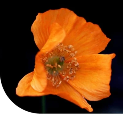 Image de Pavot De Californie Mixte Eschscholzia Californica 1 Grammes ±650 Graines MRS Seeds &amp; Mixtures