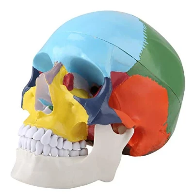 Image de Kit de Modèle Crâne d&#039;Anatomie Humaine, Didactique Coloré Humain Adulte Version avec Carte d&#039;Identification pour Médical d&#039;Enseignement