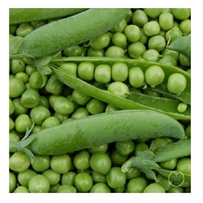 Image de 20 petits pois nains rond petit provençal grains vert graines semence potager