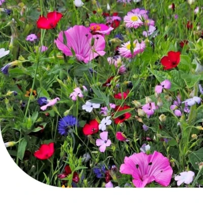 Image de Mélange De Fleurs D&#039;été Haute Vivace 250 Gramme ±125 M² MRS Seeds &amp; Mixtures