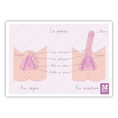 Image de Bivea Schéma anatomique Pénis au repos et en érection