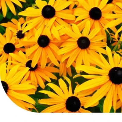 Image de Echinacea &#039;Marmelade&#039; Rudbeckia Hirta 100 Grammes ±180 000 Graines MRS Seeds &amp; Mixtures