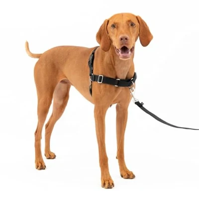 Image de PetSafe Harnais Easy Walk avec boucle Anti Traction et laisse de 1,8 m, promenade confortable pour vous lui, 4 points Réglage, Résistant, facile à mettre enlever, Noir, taille M