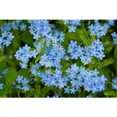 Image de 500 Graines de Myosotis Royal Bleu plantes fleurs semences paysannes reproductibles SemiSauvage