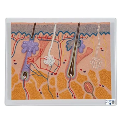 Image de 3B Scientific J10 Coupe de la Peau, Agrandie 70 Fois + Application anatomie gratuite Smart Anatomy