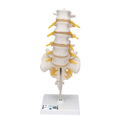Image de 3B Scientific A74 Colonne Vertébrale Lombaire + Application anatomie gratuite Smart Anatomy
