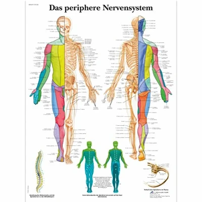 Image de 3B Scientific Planche anatomique en allemand sur Le système nerveux périphérique, 1