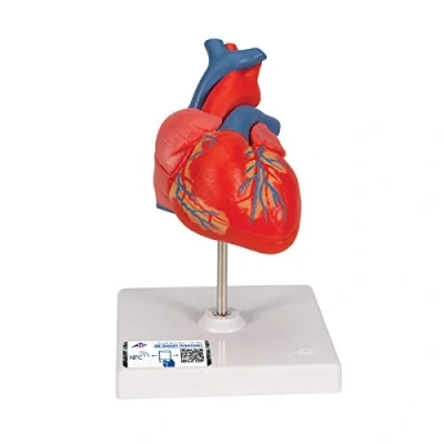Image de 3B Scientific G08 Cœur classique, en 2 parties + Application anatomie gratuite Smart Anatomy