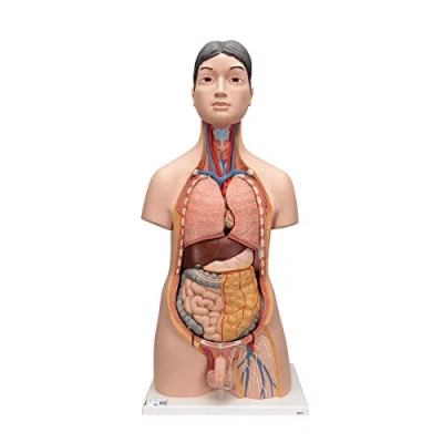 Image de 3B Scientific B32/4 Torse Japonais Bisexué, en 18 Parties + Application anatomie gratuite Smart Anatomy