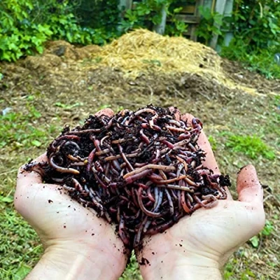 Image de WormBox 5kg de vers Compost Terre Vivants Eisenia, introduisez/Ajouter des dans Votre Jardin ou Potager, Reproduction très Rapide