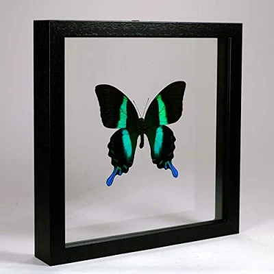 Image de Papilio blumei Le Paon ou machaon Vert Vrai Papillon de taxidermie monté Entre Verre dans Un Cadre en Double Fait Main Bois Noir