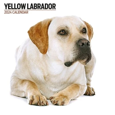 Image de Calendrier 2024 moderne Labrador jaune