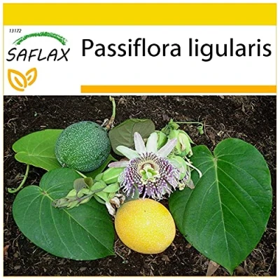 Image de SAFLAX Grenadille douce 20 graines Passiflora ligularis