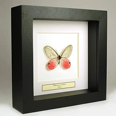 Image de Cithaerias merolina Papillon fantôme rougissant Vrai de taxidermie monté sous Verre dans Un Cadre Fait Main en Bois Noir