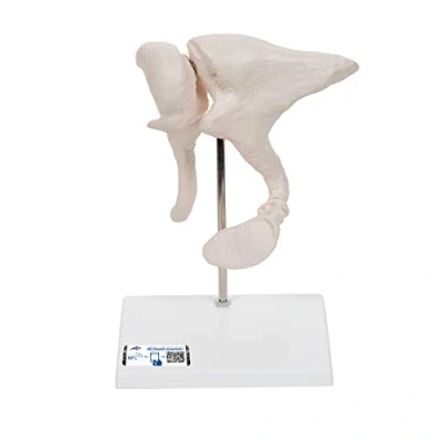 Image de 3B Scientific A101 Osselets, Grossissement 20X + Application anatomie gratuite Smart Anatomy