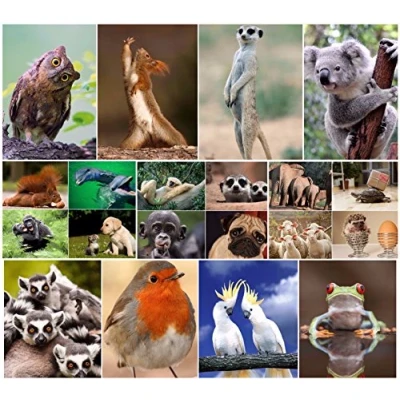 Image de &quot;ANIMAUX drôles IV&quot;: Ensemble de 20 cartes postales avec des animaux coquins et drôles, toutes différentes au format 14,8 x 10,5 cm EDITION COLIBRI