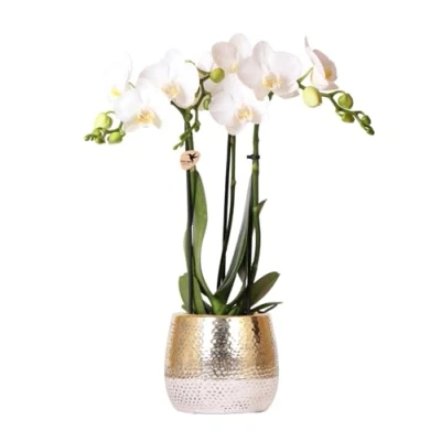 Image de KOLIBRI Orchids Orchidée phalaenopsis blanche Amabilis + Elite pot Gold Diamètre du : 9 cm Hauteur 40 Plante d&#039;intérieur à fleurs dans un de Fraîcheur producteur