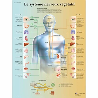 Image de 3B Scientific VR2610L Planche Anatomique, Le Système Nerveux Végétatif