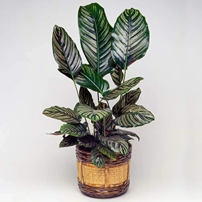 Image de 1 x Calathea Ornata Plante d&#039;Intérieur Tropicale en Pot 40 50 cm (Pot inclus)