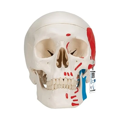 Image de 3B Scientific A23 Crâne classique, peint, en 3 parties Smart Anatomy