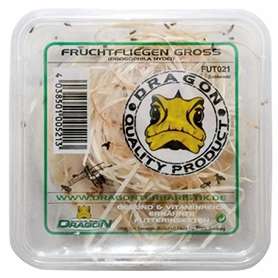 Image de Drosophila Grand format en canette / approche d&#039;élevage hydei env. 500 ml