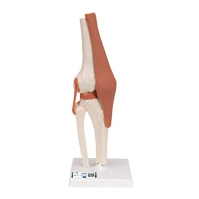 Image de 3B Scientific A82 Articulation du Genou, Modèle Fonctionnel + Application anatomie gratuite Smart Anatomy