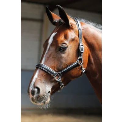 Image de Harry&#039;s Horse Licol en cuir, noir avec garniture Cob Argent