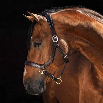 Image de Rambo Micklem Licol Marron XFull