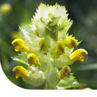 Image de Le Petit Rhinanthe Rhinanthus Minor 10 Grammes ±3.300 Graines MRS Seeds &amp; Mixtures