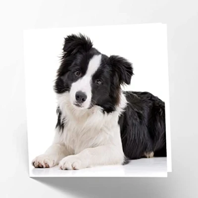 Image de Maturi Carte de vœux vierge avec image chien Border Collie