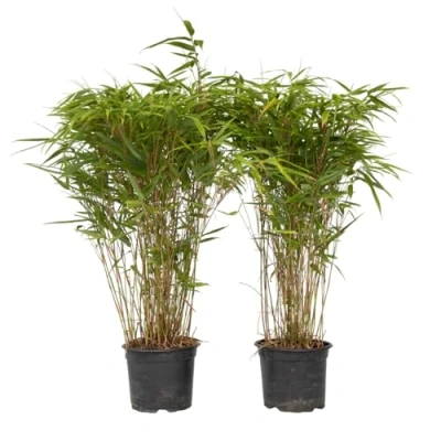 Image de Plant in a Box Fargesia nitida &#039;Gansu&#039; Set de 2 Bambou sacré plante exterieur rustique non traçant Pot 17cm Hauteur 50 70cm