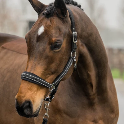 Image de Horka Ensemble Licol Equestrian Pro Crystals &amp; Pearls Noir XFull