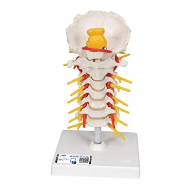 Image de 3B Scientific A72 Colonne Vertébrale Cervicale + Application anatomie gratuite Smart Anatomy